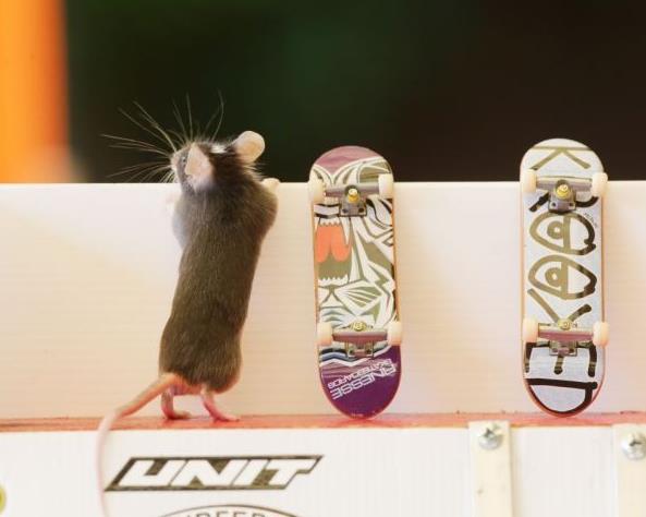 【新奇】让老鼠爱上滑板