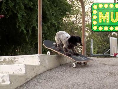 Shake Junt 「滑或死系列」——汪星人Murdy