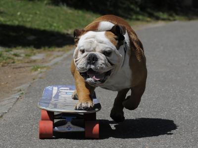 著名滑板网红斗牛犬Tillman 年满10岁逝世