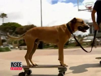 天赋滑狗， 土狗Bamboo 的滑板故事