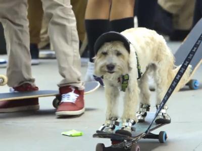 2016世界滑板日，美国纽约站火热气氛报道