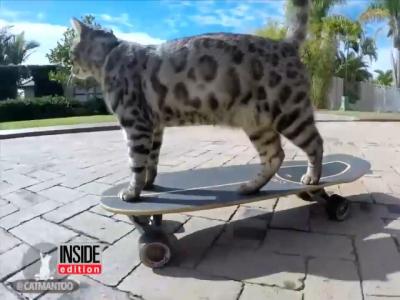 澳大利亚两只网红猫Didga&Boomer，冲浪滑板样样精通