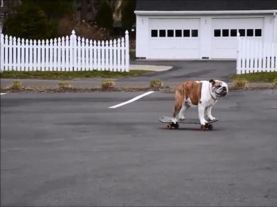 2016 神奇的滑板狗（合辑）