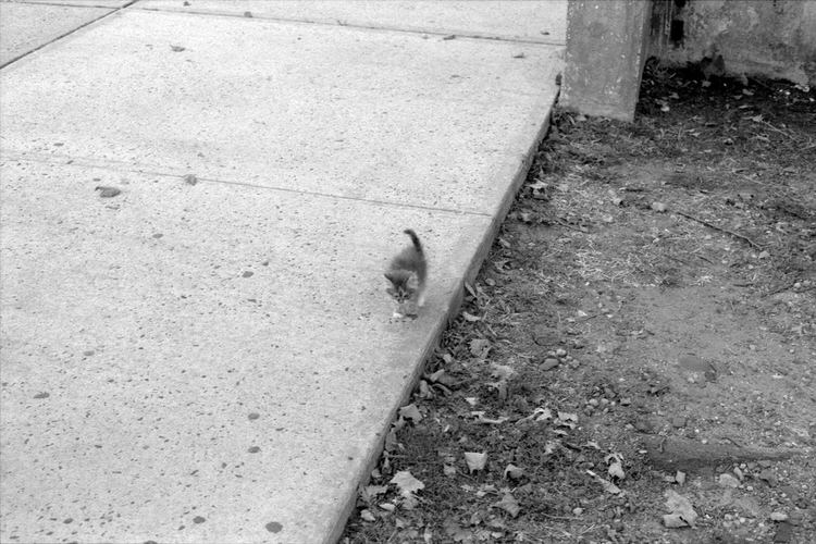 skateboarder-rescues-kitten-1