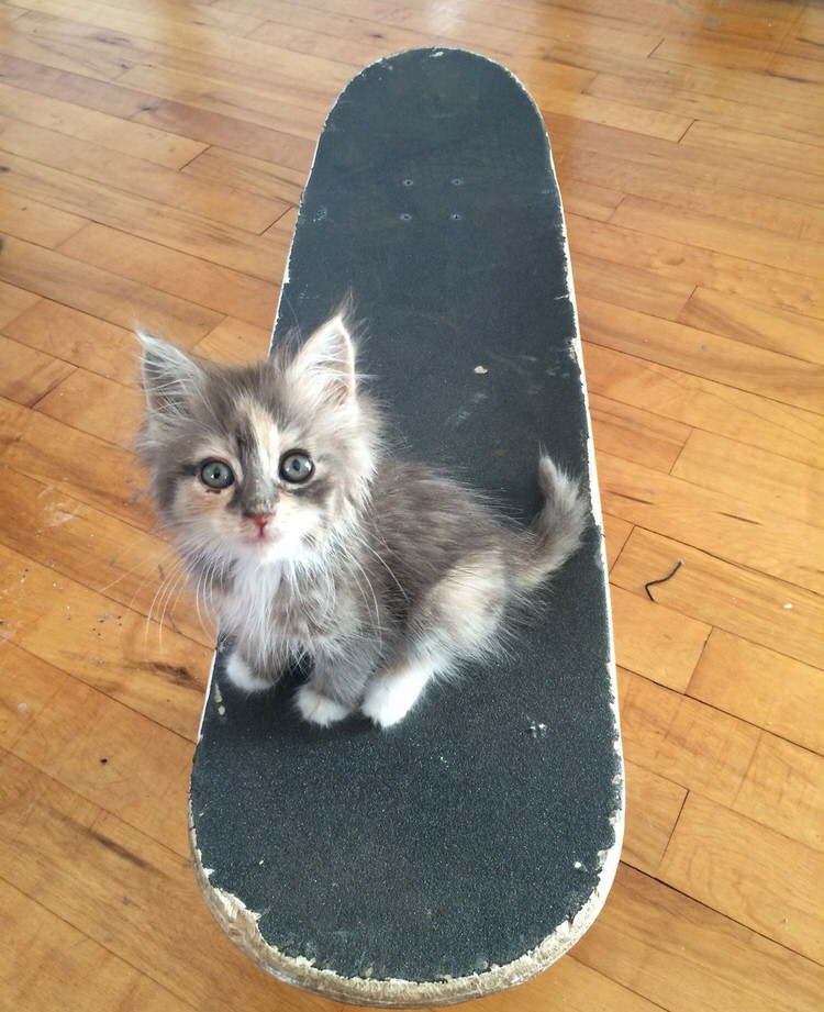 skateboarder-rescues-kitten-5