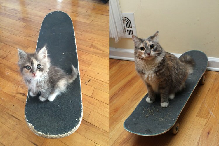 skateboarder-rescues-kitten-10