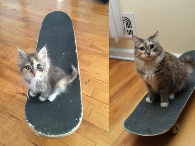 别人家的猫 比pro滑板还厉害
