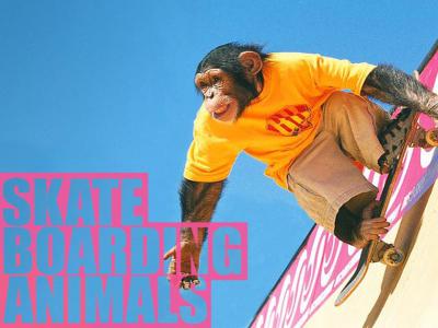 会滑板的不一定都是人类，史上最强的宠物滑板合辑！