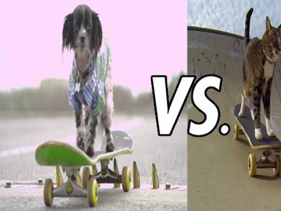 史上最厉害的汪星人与喵星人对决：Murdy Vs. Didga