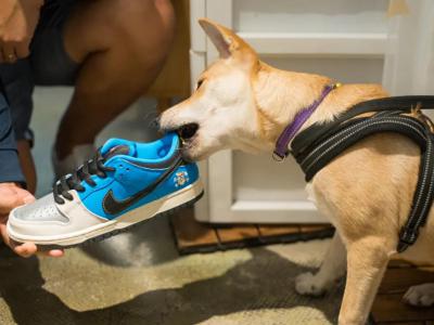 【NEWYE周三】Nike SB这次“脚”动狗头，日本滑板老店Instant限